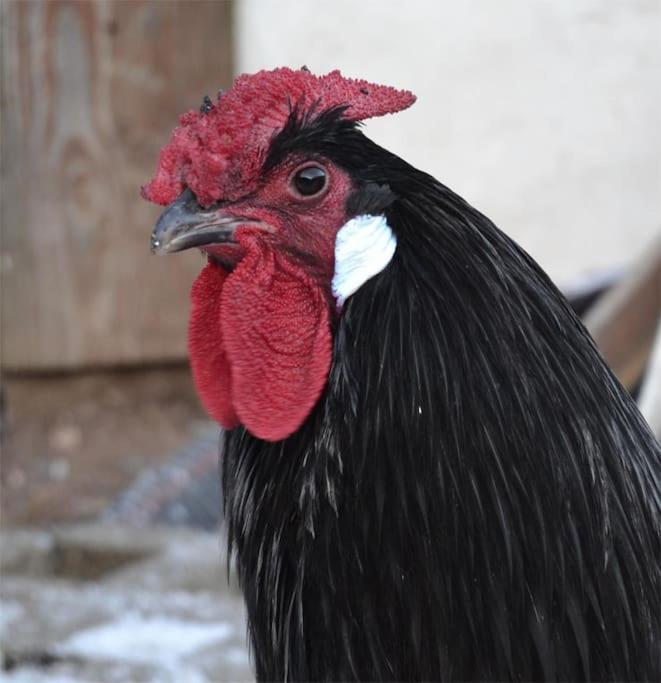 Gite Hansel De La Ferme Du Schneeberg Wangenbourg-Engenthal Dış mekan fotoğraf