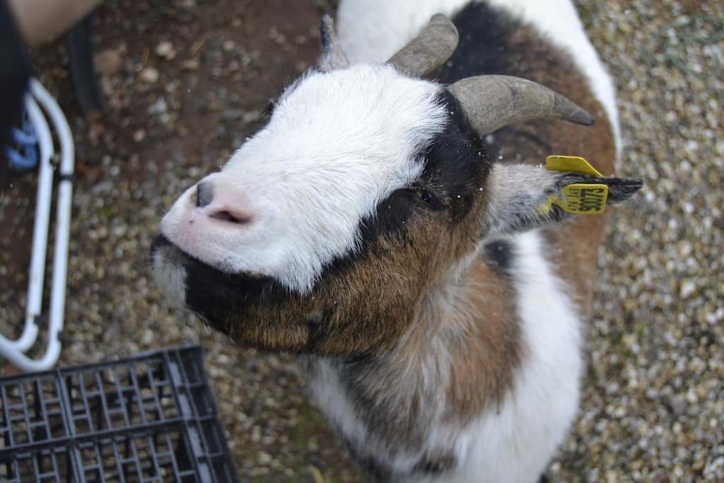 Gite Hansel De La Ferme Du Schneeberg Wangenbourg-Engenthal Dış mekan fotoğraf
