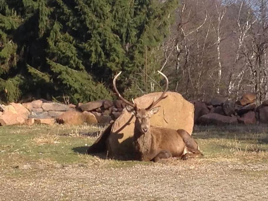 Gite Hansel De La Ferme Du Schneeberg Wangenbourg-Engenthal Dış mekan fotoğraf
